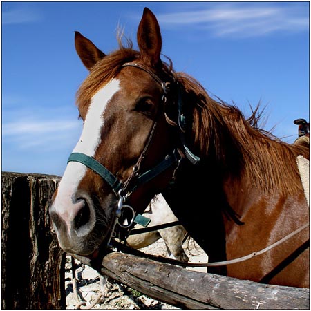 Caballos en Sicilia Caballos en Sicilia