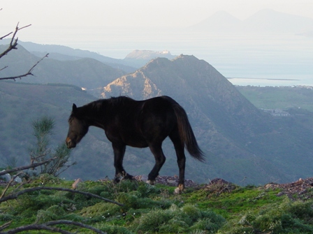 Excursiones a caballo por Sicilia