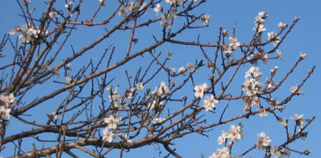 Mandorle in fiore - Almendros en flor