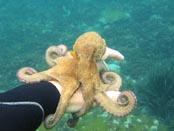 Pulpo. Submarinismo en Sicilia