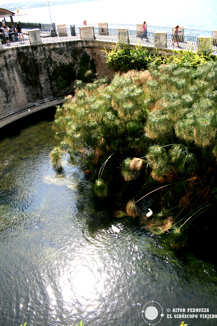 Fuente de la ninfa Aretusa en Siracusa